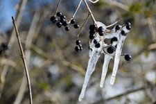 DSC_0113.JPG