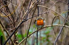 DSC_0023.JPG
