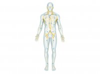 Lymphsystem1-Mann.jpg