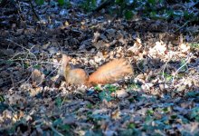 DSC_0316.JPG