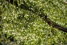 DSC_0156.JPG