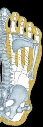 Rechter-Fuß-Sohle-Übertragung-auf-Skelett.jpg
