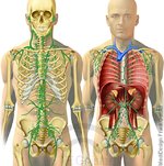 Körper-Lymphsystem-auf-Skelett.jpg Körper-Lymphsystem-auf-Skelett.jpg