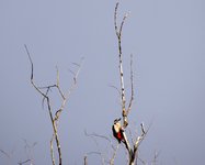 DSC_0086.JPG