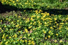 DSC_0011.JPG