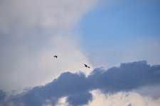 DSC_0026.JPG