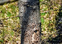 DSC_0050.JPG DSC_0050.JPG
