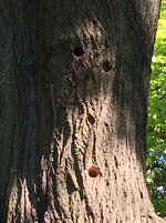 IMG_3615.JPG