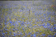 DSC_0070.JPG
