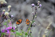 DSC_0198.JPG