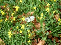DSC_0062.JPG