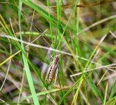 DSC_0154.JPG