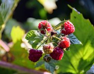 DSC_0033.JPG