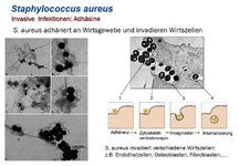 Staphylokokken-Teil-02.jpg Staphylokokken-Teil-02.jpg