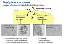 Staphylokokken-Teil-03.jpg Staphylokokken-Teil-03.jpg