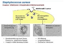 Staphylokokken-Teil-03.jpg