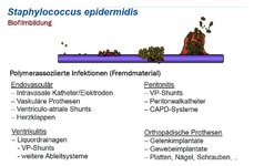 Staphylokokken-Teil-05.jpg Staphylokokken-Teil-05.jpg