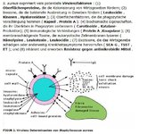 Virulenzfaktoren S.aureus.jpg Virulenzfaktoren S.aureus.jpg