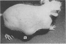 maus-Figur3.jpg maus-Figur3.jpg