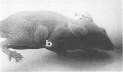 maus-Figur5.jpg maus-Figur5.jpg