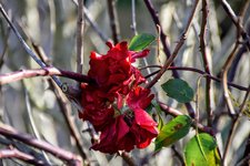 DSC_0008.JPG