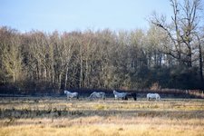 DSC_0197.JPG
