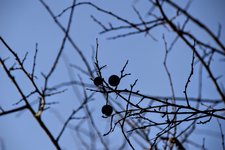 DSC_0124.JPG