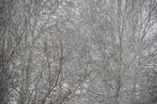 DSC_0084.JPG