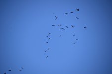 DSC_0067.JPG DSC_0067.JPG