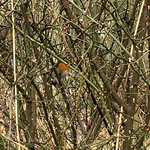 IMG_4363.JPG