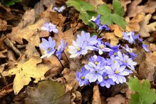 DSC_0238.JPG