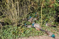 DSC_0286.JPG DSC_0286.JPG