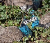 DSC_0229.JPG DSC_0229.JPG