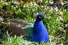 DSC_0248.JPG DSC_0248.JPG