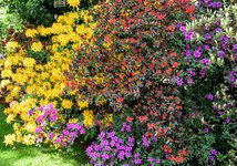 DSC_0232.JPG