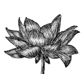 flower5.png