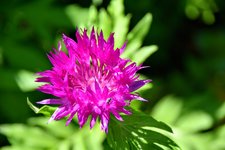 DSC_0056.JPG
