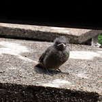IMG_4766.JPG
