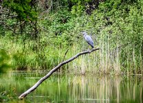 DSC_0094.JPG