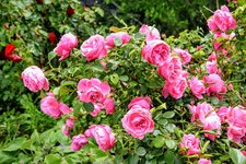DSC_0012.JPG