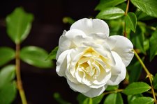 DSC_0025.JPG