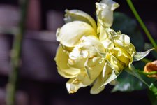 DSC_0130.JPG DSC_0130.JPG