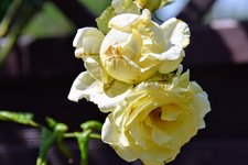 DSC_0131.JPG DSC_0131.JPG