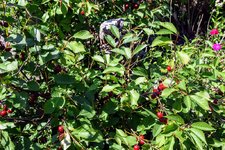 DSC_0026.JPG DSC_0026.JPG