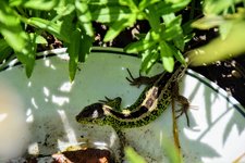 DSC_0027.JPG DSC_0027.JPG