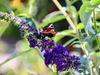 DSC_0094.JPG DSC_0094.JPG