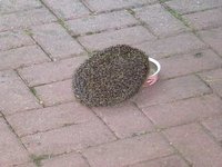 Igel.jpg Igel.jpg