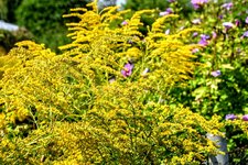 DSC_0447.JPG DSC_0447.JPG