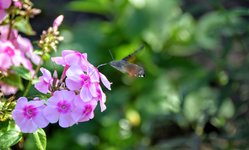 DSC_0042.JPG DSC_0042.JPG