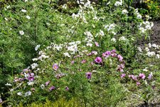 DSC_0003.JPG DSC_0003.JPG